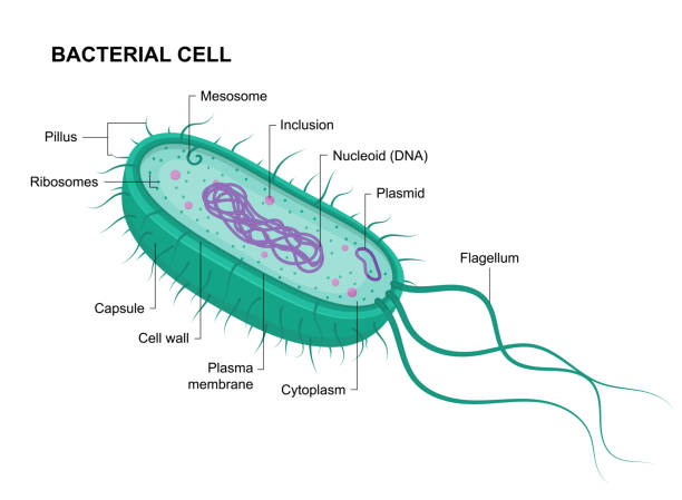 在白色背景上分離的病媒細菌細胞解剖結構。教育插圖。原核生物結構 - 細菌 幅插畫檔、美工圖案、卡通及圖標