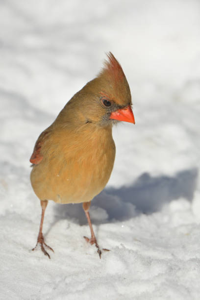 istock Northern Cardinal female bird 1209934243