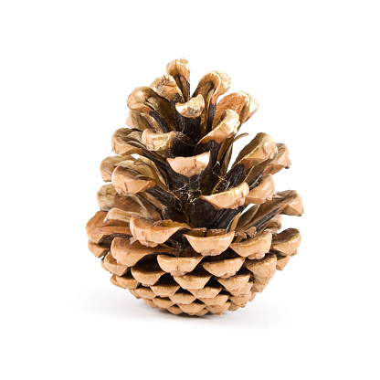 Top view of a group of pine cones isolated on white background. Selective Focus.