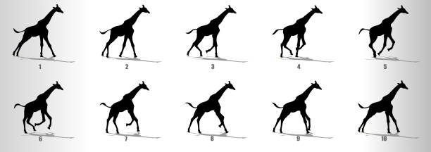 Giraffe Run cycle animation frames silhouette, loop animation sequence sprite sheet vector art illustration