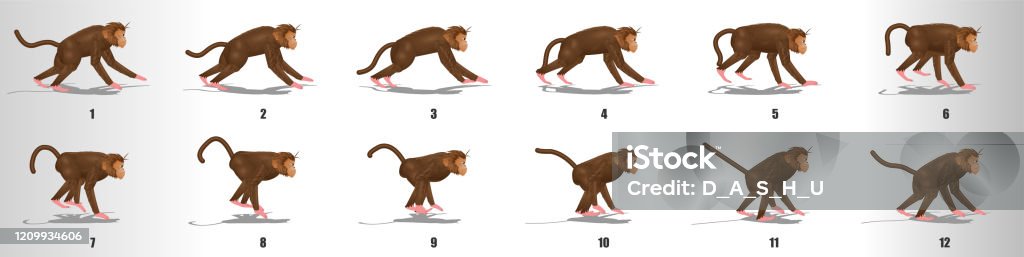 Monkey Run Cycle Animation Frames Loop Animation Sequence Sprite Sheet  Stock Illustration - Download Image Now - iStock