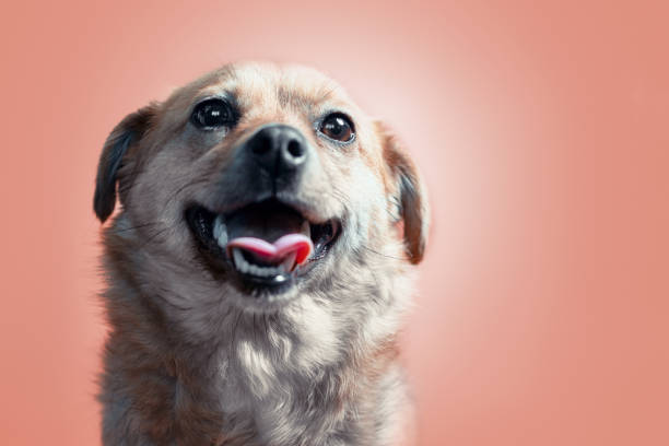 istock joyful smiling mongrel red dog on a peach colour background 1209934746