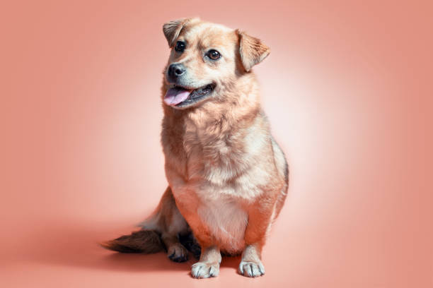 istock joyful smiling mongrel red dog on a peach colour background 1209934751