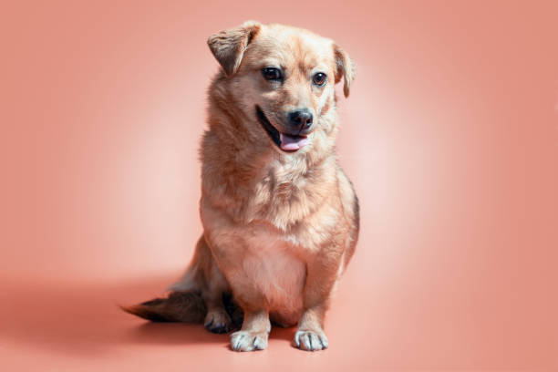 istock joyful smiling mongrel red dog on a peach colour background 1209934754
