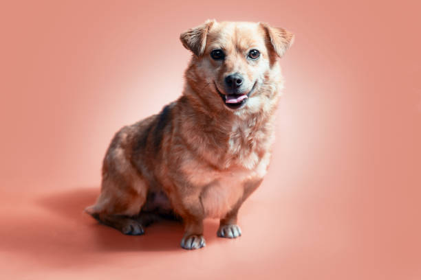 istock joyful smiling mongrel red dog on a peach colour background 1209934757