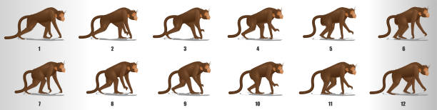 ilustrações, clipart, desenhos animados e ícones de quadros de animação do ciclo de caminhada do macaco, folha sprite de seqüência de animação de loop - looping animation
