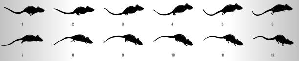 Mouse run cycle animation frames silhouette, loop animation sequence sprite sheet vector art illustration