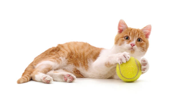 istock Cat with a tennis ball. 1209935077