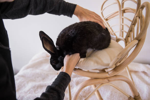Rabbits, also known as bunnies or bunny rabbits, are small mammals in the family Leporidae  of the order Lagomorpha  Oryctolagus cuniculus includes the European rabbit species and its descendants, the world's 305 breeds of domestic rabbit.
