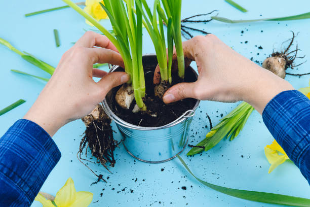 istock Women's hands planting spring bulbs on a blue background. Gardening concept. 1209936693