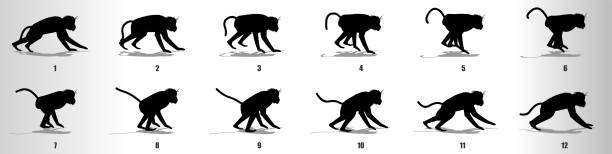 Monkey run cycle animation frames silhouette, loop animation sequence ...