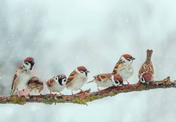 istock many small funny birds sparrows are sitting on a tree branch in winter garden under falling snowflakes 1209936838
