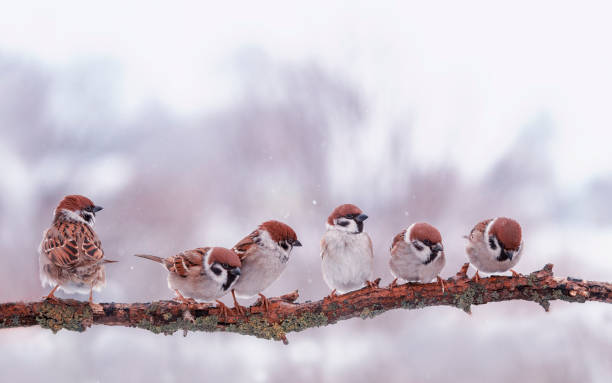 istock many small funny birds sparrows are sitting on a tree branch in winter garden under falling snowflakes 1209936841