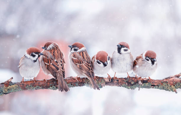 istock many small funny birds sparrows are sitting on a tree branch in winter garden under falling snowflakes 1209936862