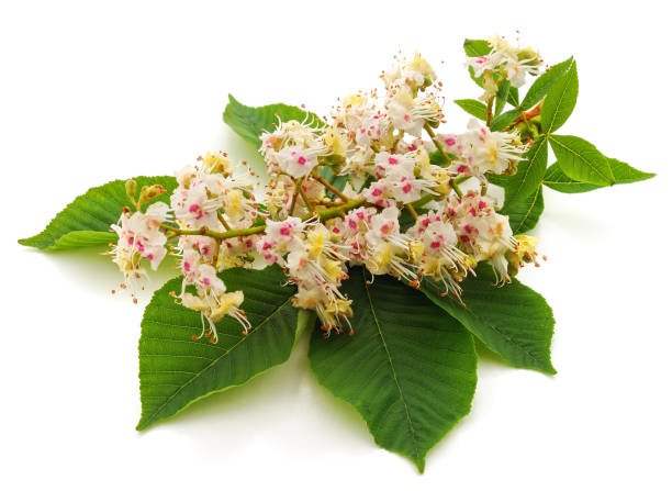 istock Chestnut flower with leaves. 1209937140