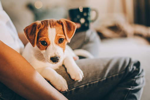 Adorable puppy Jack Russell Terrier in the owner's hands. Portrait of a little dog.