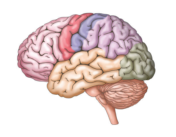 ilustrações de stock, clip art, desenhos animados e ícones de brain structure with colored lobes - lobe