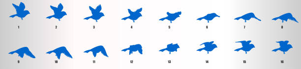 Bird flying animation sequence, loop animation sprite sheet vector art illustration