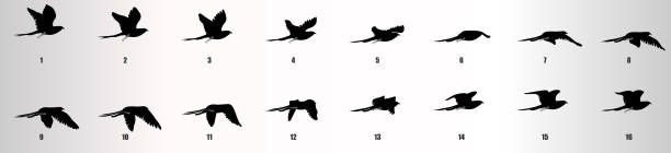 鳥飛行アニメーションシーケンスシルエット、ループアニメーションスプライトシート - looping animation点のイラスト素材／クリップアート素材／マンガ素材／アイコン素材