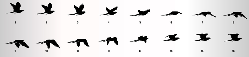 Flying bird animation sequence silhouette