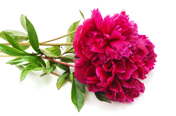 istock One bouquet of the peony. 1209938507