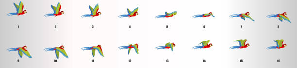 Parrot flying animation sequence, loop animation sprite sheet vector art illustration