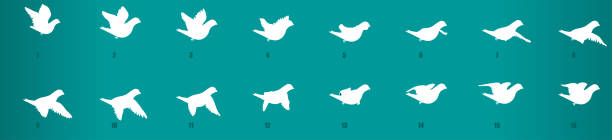 White Pigeon flying animation sequence, loop animation sprite sheet ...