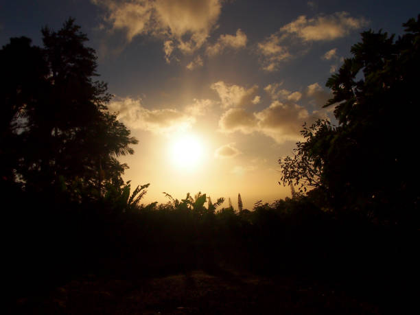 Sunset over the ocean seen from Tantalus mountain past tropical silhouette of trees  on Oahu, Hawaii.