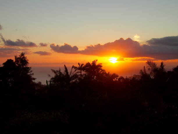 istock Sunset through the clouds over the ocean seen from Tantalus mountain past tropical silhouette of trees 1209940149