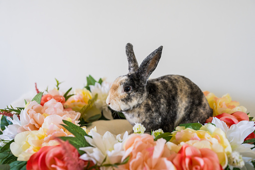 This is a photograph of a rescued brindle colored pet bunny rabbit sitting in a wreath of spring flowers in USA.
