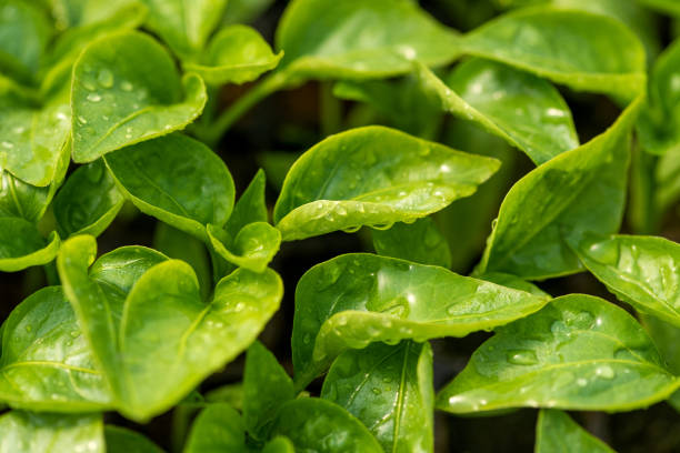 Fresh plant with dew drops close up in garden. Fresh natural organic product