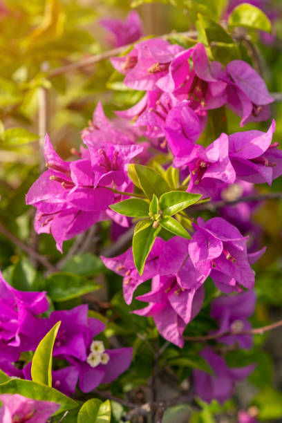 istock Beautiful tropical flower 1209943594