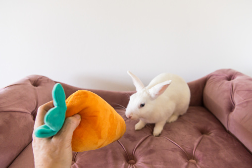 This is a photograph of a woman’s hand holding a stuffed carrot toy while playing with a rescued white pet bunny rabbit sitting on a pet couch for animals at home.