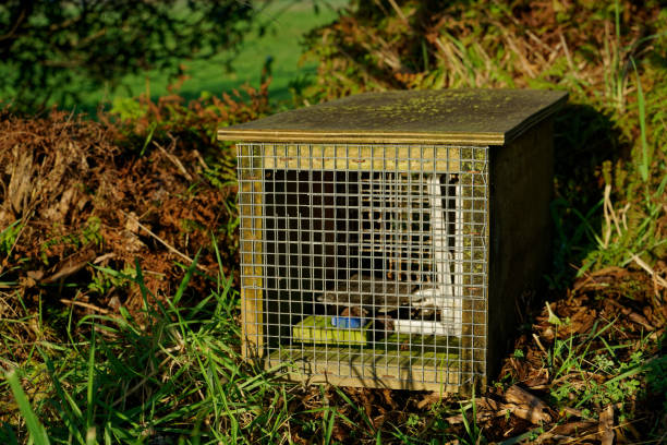 Predator free New Zealand, rat and mustelid trap. Predator free New Zealand, rat, stoat or mustelid trap in a box so as not to catch birds and non-target species. stoat mustela erminea stock pictures, royalty-free photos & images