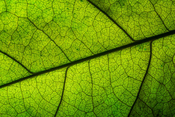 istock bodhi leaf macro pattern of green,Poland, Leaf, Textured, Textured Effect, Full Frame 1209946239
