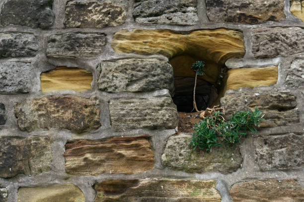 Man and the environment. A small plant eking out a living in a hole in a rock brick wall.