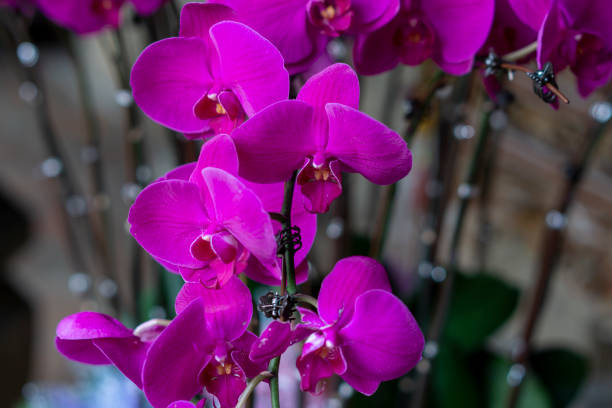 istock colorful blossoming spring flowers in Vietnam 1209947668