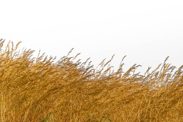 hierba seca aislada sobre fondo blanco, rusia, paja, heno, fondo blanco, cebada - barley grass crop field fotografías e imágenes de stock