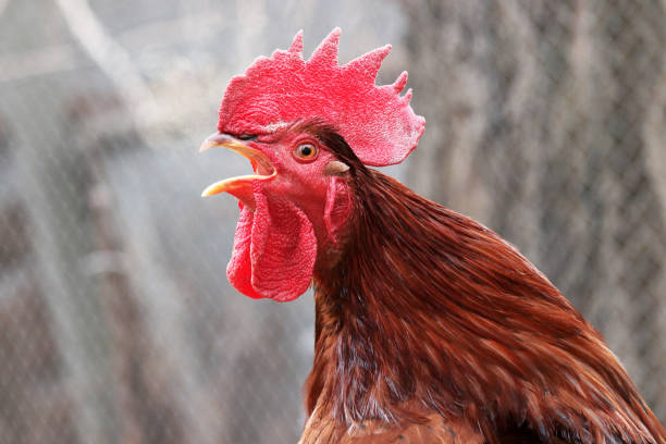 Red rooster singing on the farm in the morning