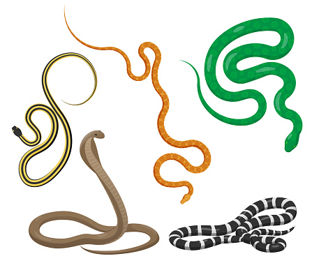 Curved slither pythons and venomous snakes icons set. Creeping colorful tropical snakes vectors isolated on white background. Crawling poisonous reptiles illustration for wild nature concepts, zoo ad