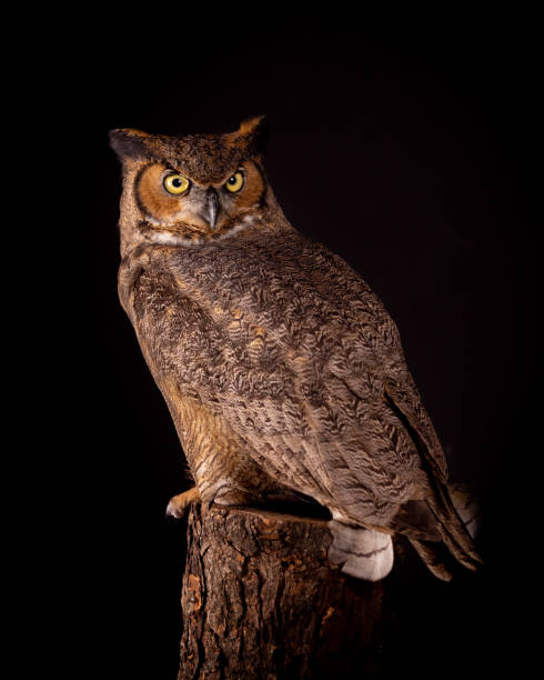 great horned owl - night perching owl imagens e fotografias de stock