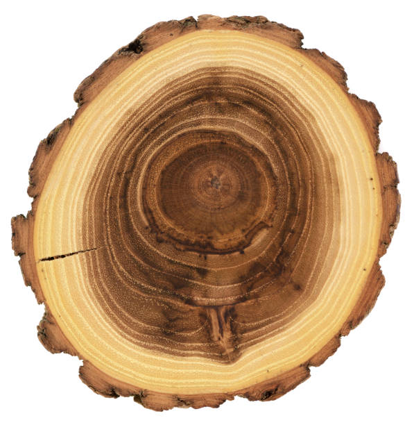 istock Acacia wood slab with growth rings isolated 1209948981