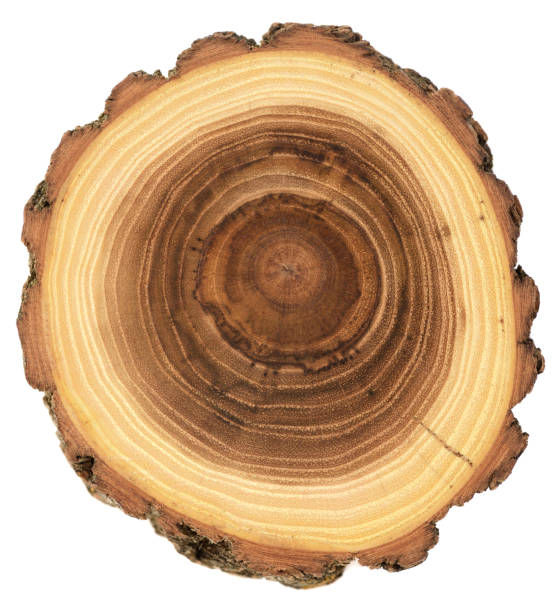 Acacia wood slab with growth rings isolated