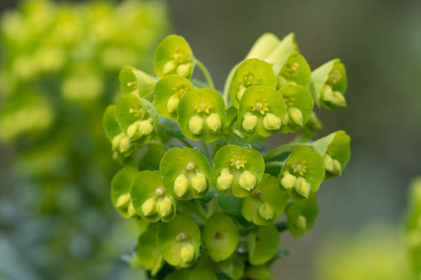 Euphorbia flowers in bloom