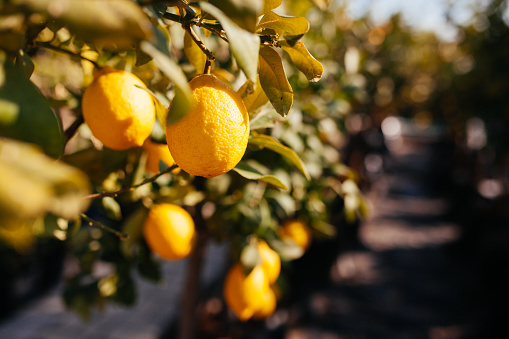 Lemon tree on the izmir ,Turkey