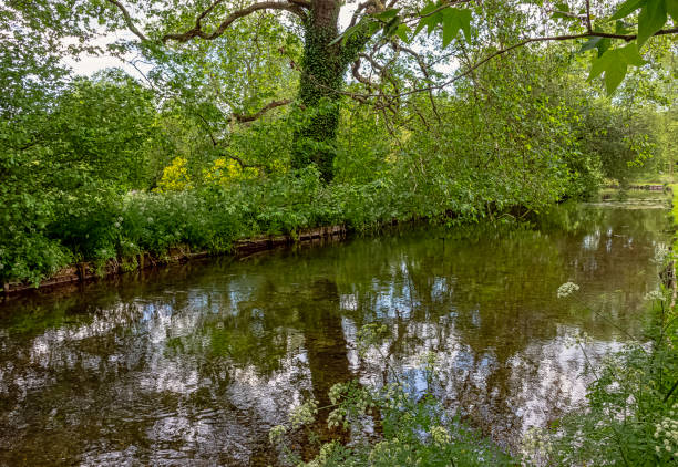 River Test in Mottisfont, Hampshire, United Kingdom River Test in Mottisfont, Hampshire, United Kingdom mottisfont stock pictures, royalty-free photos & images