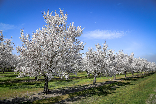 Almond orchard in  Sutter County California durning peak bloom spring 2020.