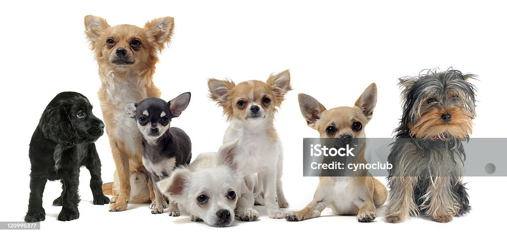 Sete diferentes cães pequenos sobre fundo branco - Royalty-free Amizade Foto de stock