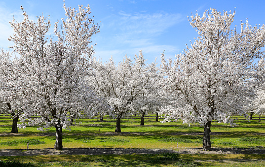 Almond orchard in  Sutter County California durning peak bloom spring 2020.