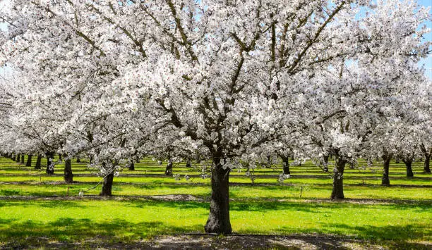 Blooming almond trees in Sutter County California, U.S.A.